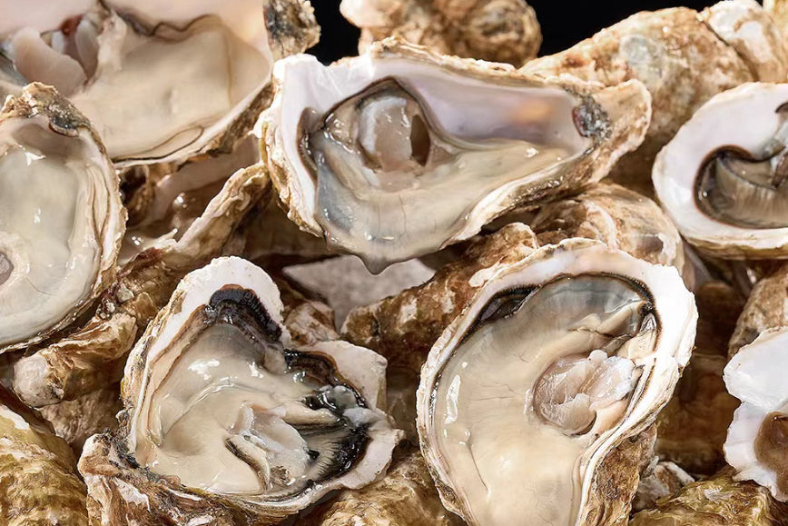 Live oysters clearance