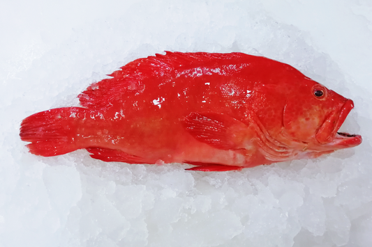 Fresh Red Grouper 红瓜子石斑鱼