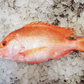 Fresh Red snapper 新鲜红鲷鱼