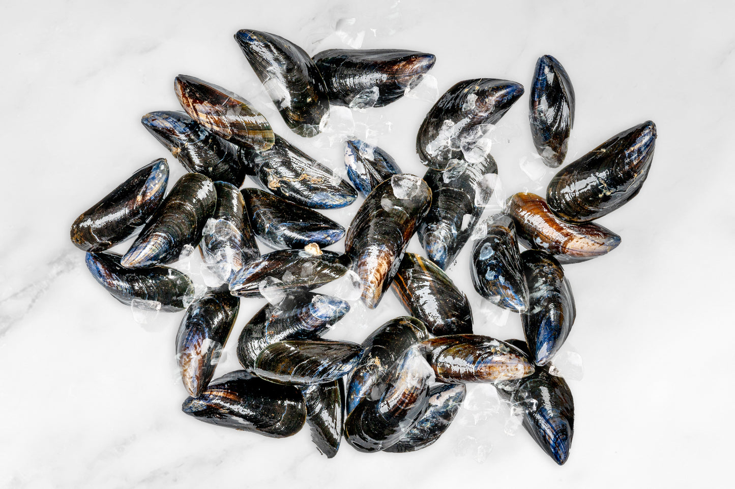 Live Cornish Mussels 康沃爾郡活青口貝