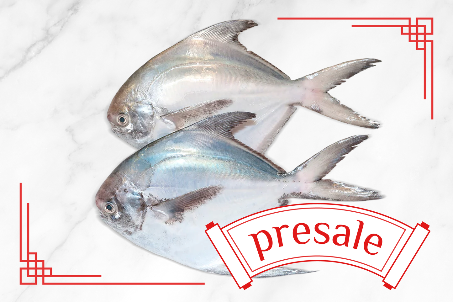 Pre-Sale: Wild Caught Silver Pomfret 大号野生银鲳鱼