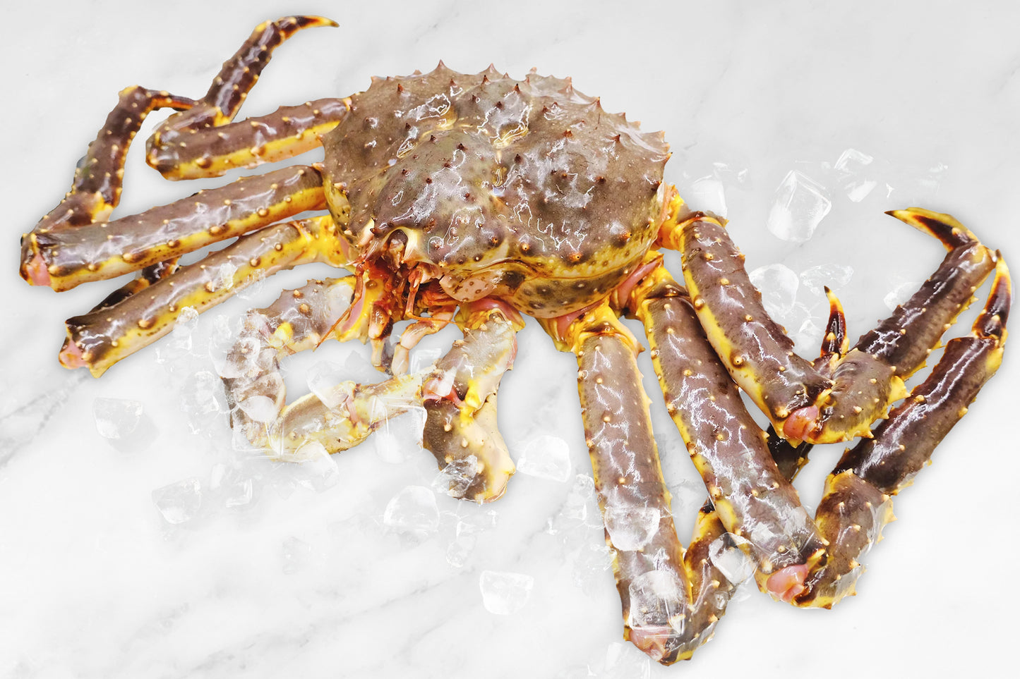 Pre-order Live Norwegian King Crab £145/KG 仅预定 活挪威帝王蟹