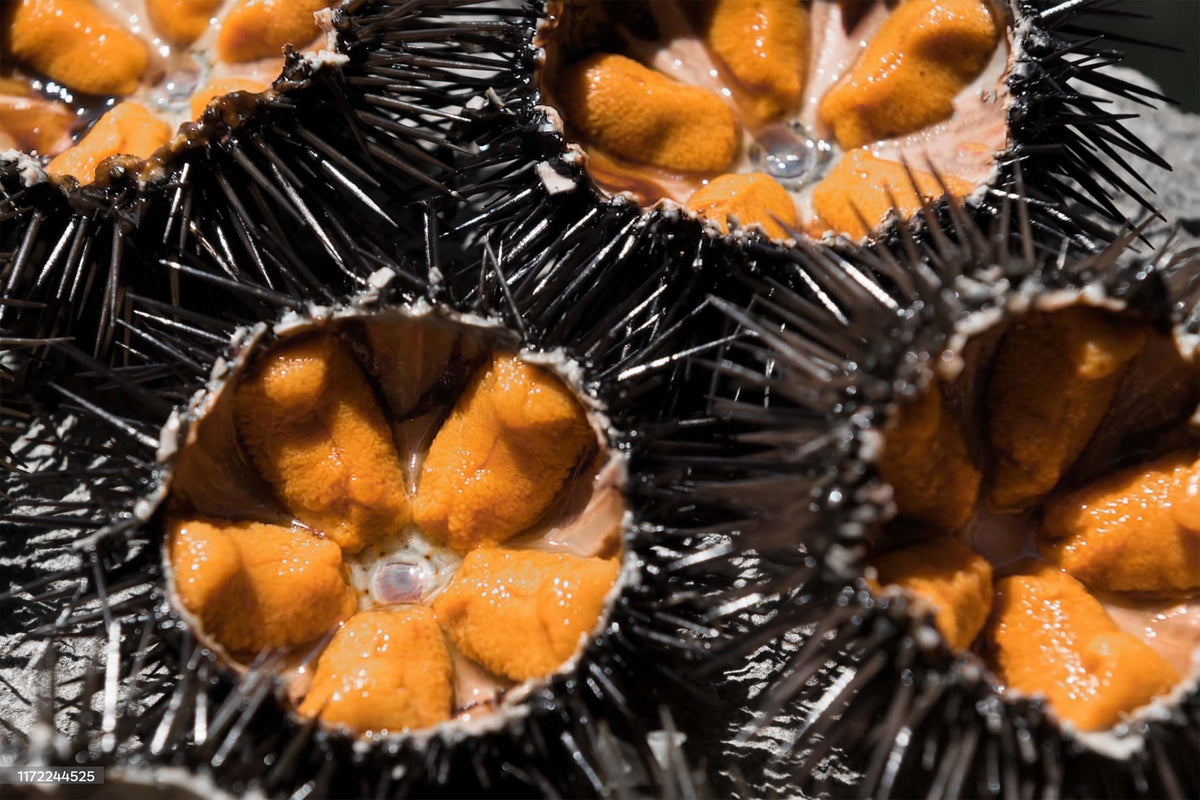 Sashimi Sea Urchin Roe 刺身级海水海胆 – Celeplate