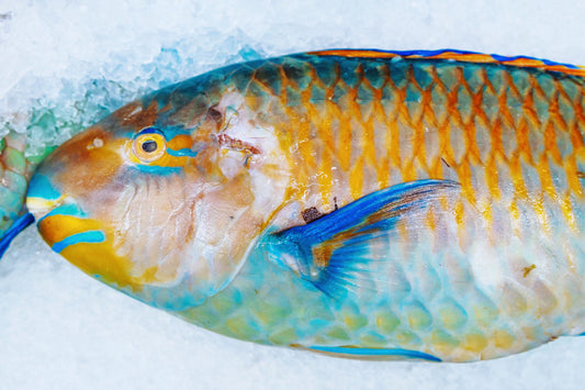 Fresh Parrot Fish 青衣鹦哥鱼