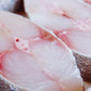 Fresh King Fish 馬鮫魚（鮁魚）