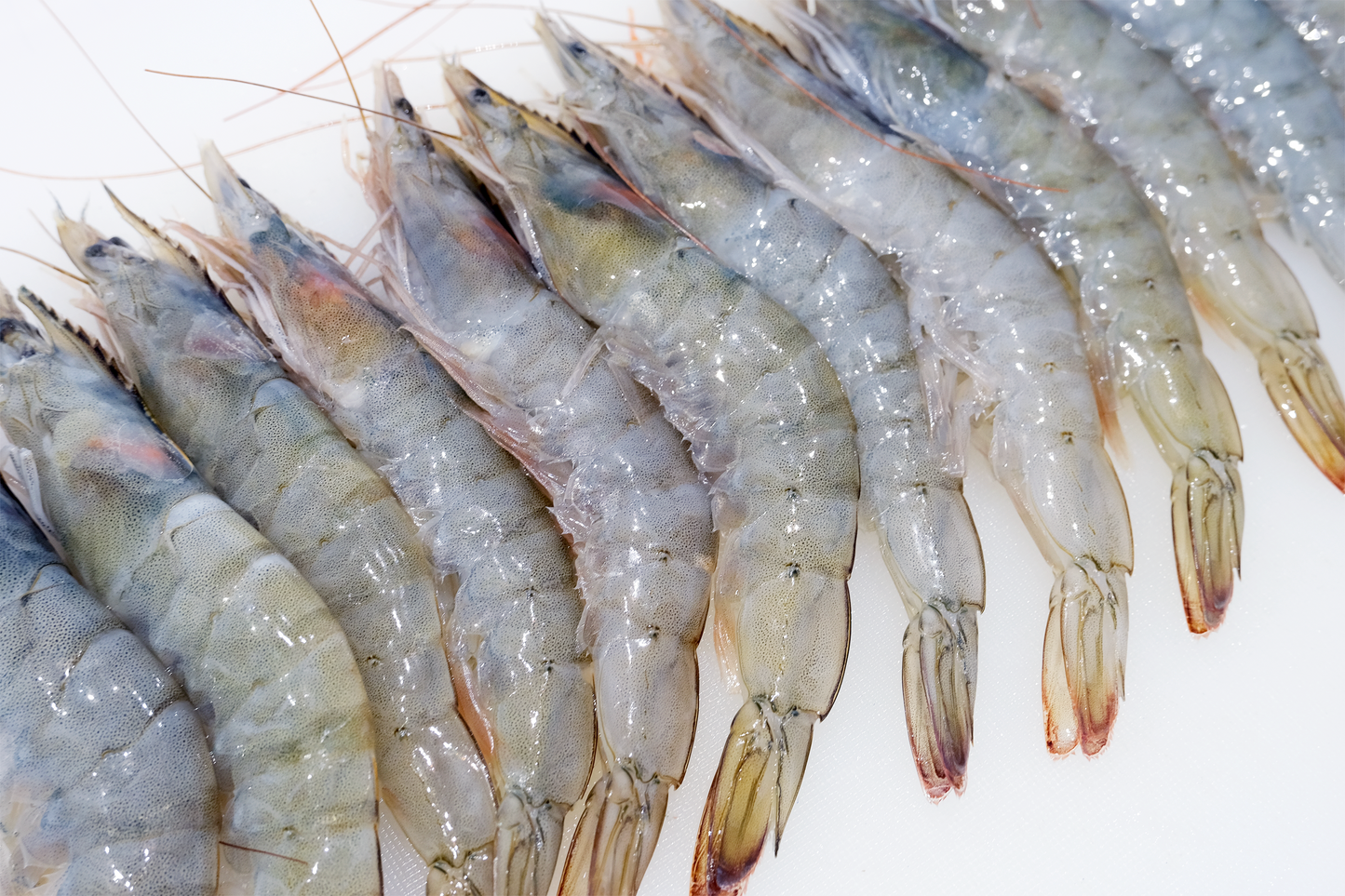 A3 Grade Frozen Large King Prawns A3级大号急冻对虾