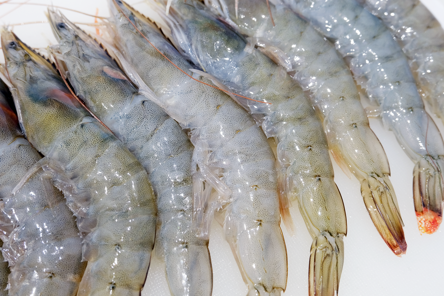 A3 Grade Frozen Large King Prawns A3级大号急冻对虾