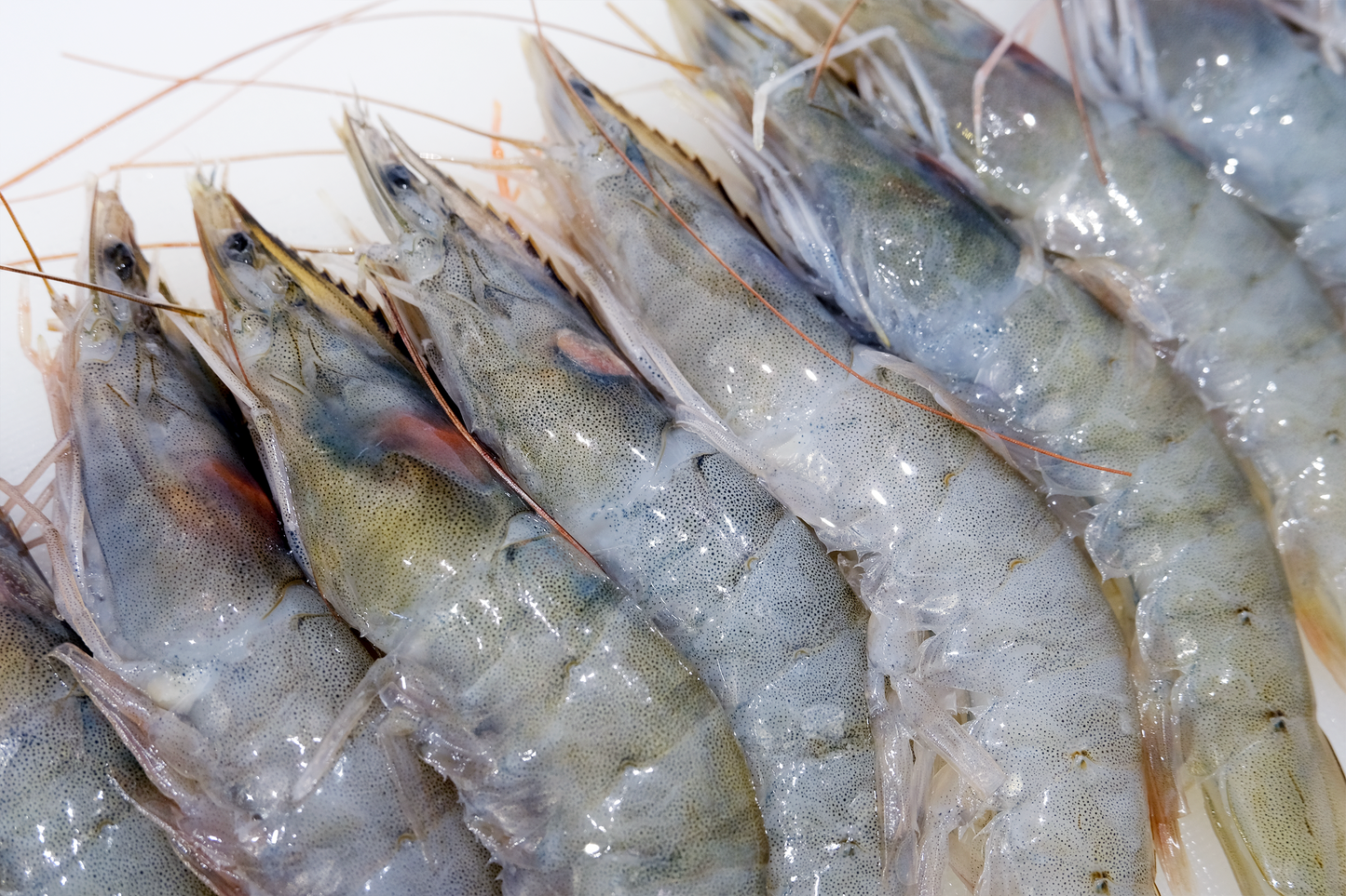 A3 Grade Frozen Large King Prawns A3级大号急冻对虾