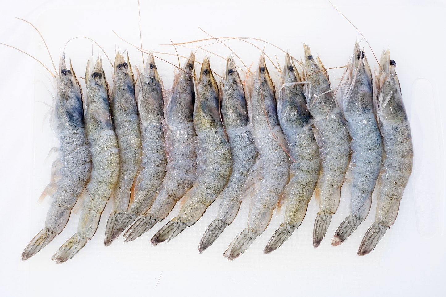 A3 Grade Frozen Large King Prawns A3级大号急冻对虾