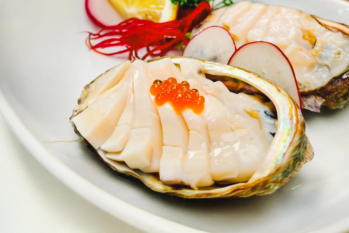 Australian Abalone 澳大利亚青边鲍鱼