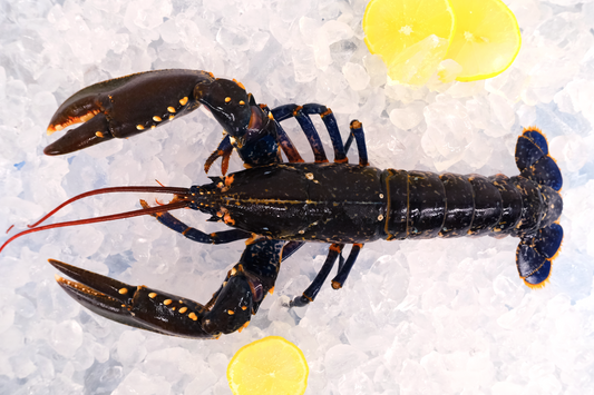 (Off Season) Live Scottish Native Blue Lobster 活苏格兰蓝龙虾