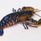Live Scottish Native Blue Lobster 活苏格兰蓝龙虾