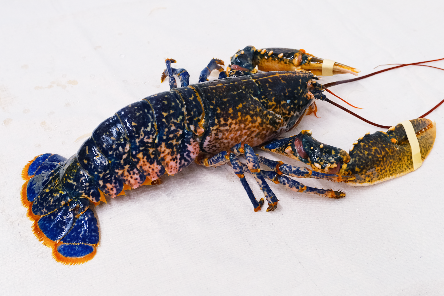 Live Scottish Native Blue Lobster 活苏格兰蓝龙虾