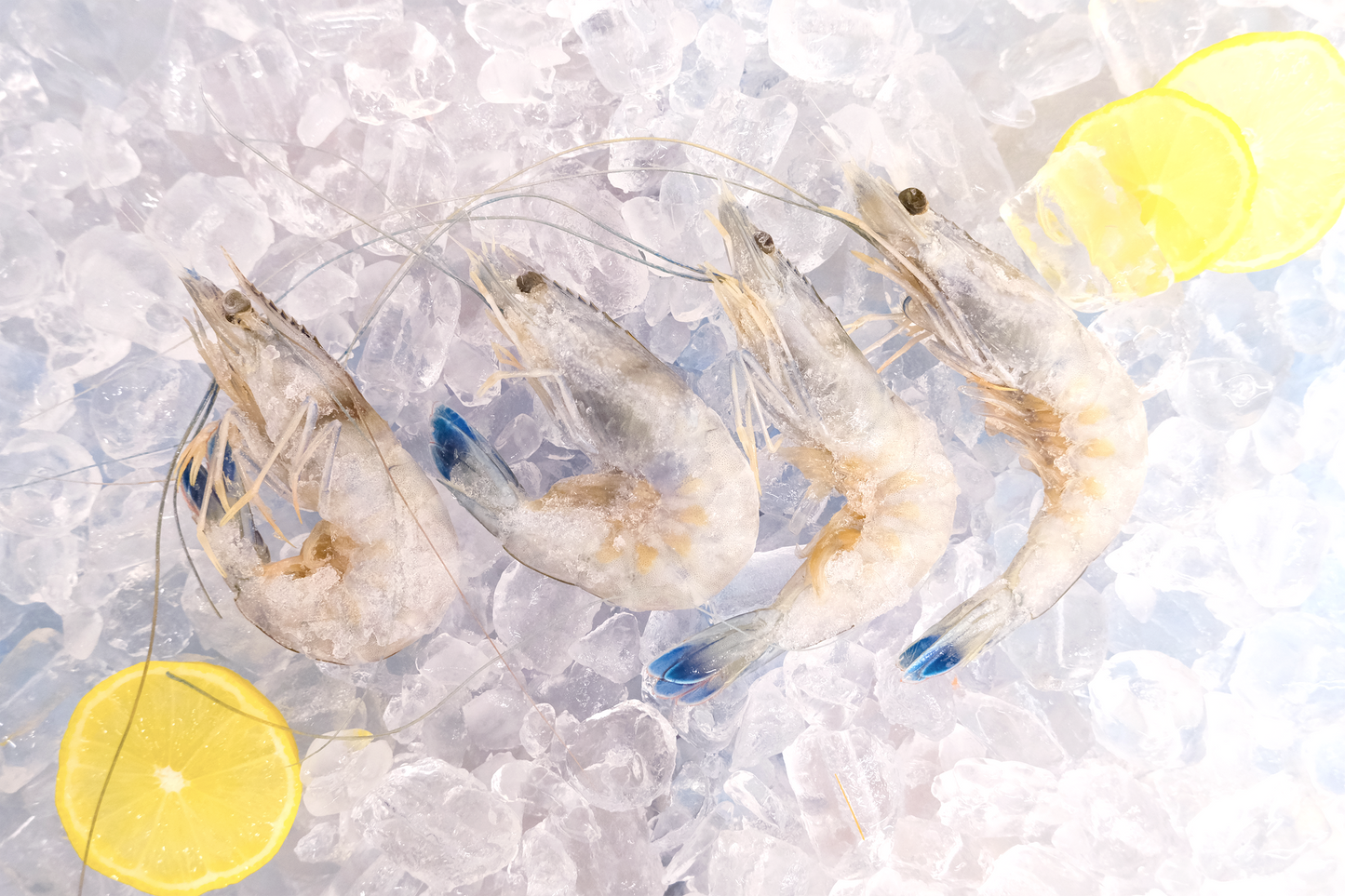 French Sashimi Blue Prawn 刺身級法國藍蝦