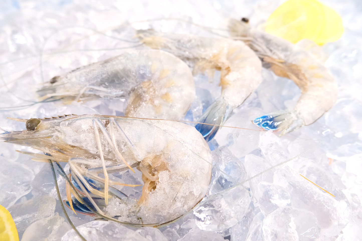 French Sashimi Blue Prawn 刺身级法国蓝虾