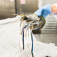 Blue River Prawn Large 罗氏河虾