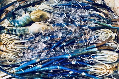 Blue River Prawn Large 罗氏河虾