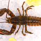 Live North American Lobster 活波士顿龙虾