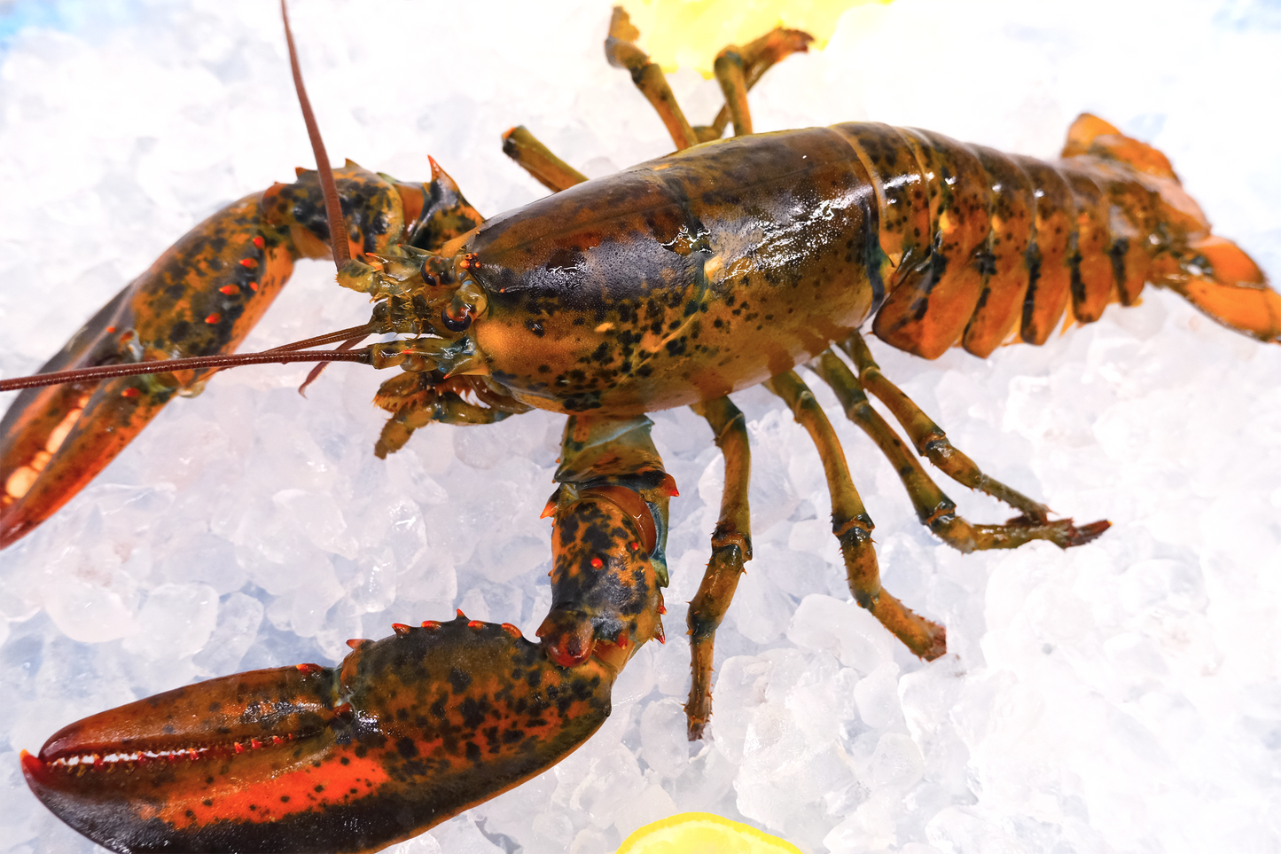 Live North American Lobster 活波士頓龍蝦