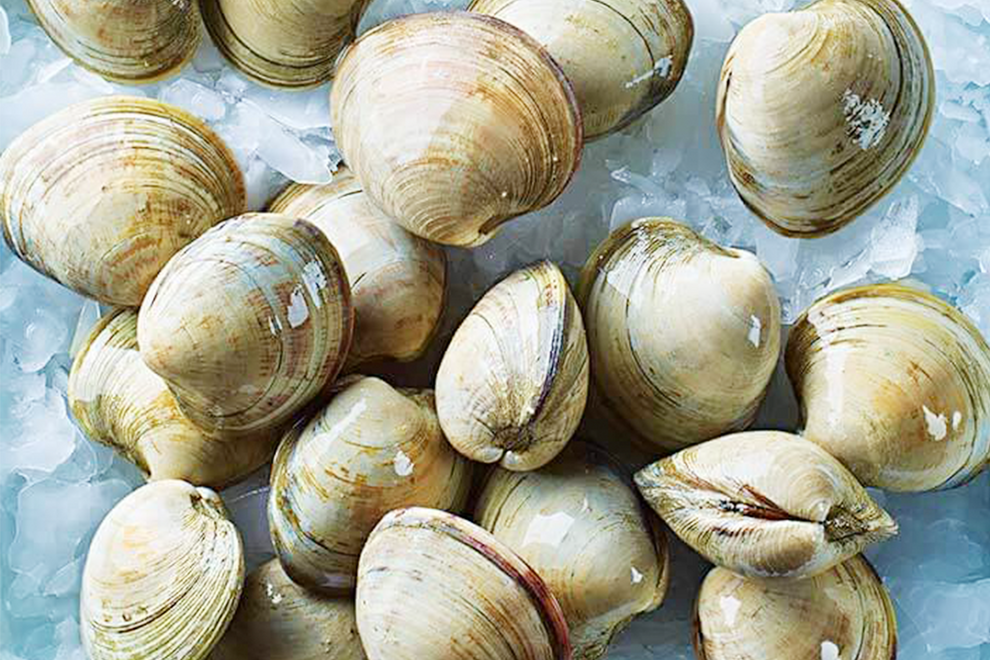 Live Cherrystone Clam 活樱桃贝 – Celeplate