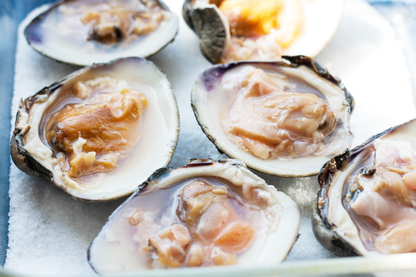 Live Cherrystone Clam 活櫻桃貝