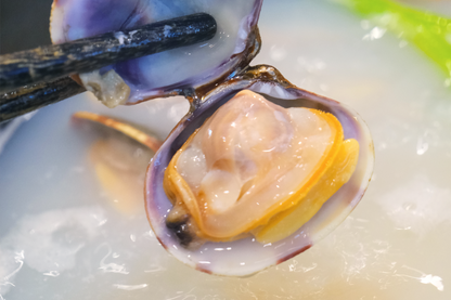 Live Cornish Palourdes Clam 康沃尔郡活花蛤