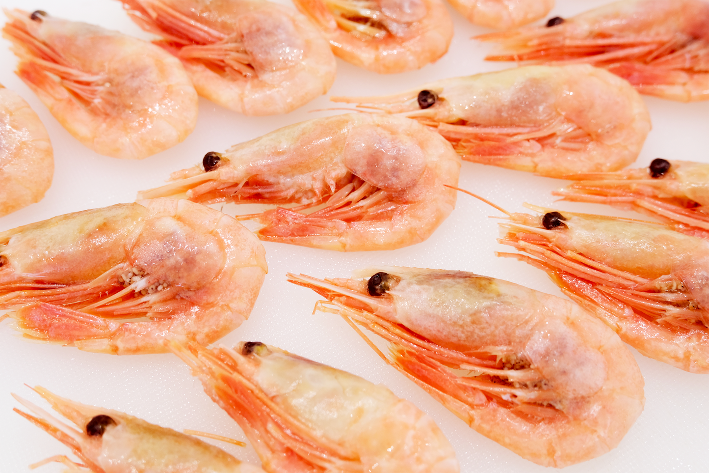 Celeplate Pass Sale: Wild-Caught Canadian Prawns 野生熟冻加拿大甜虾