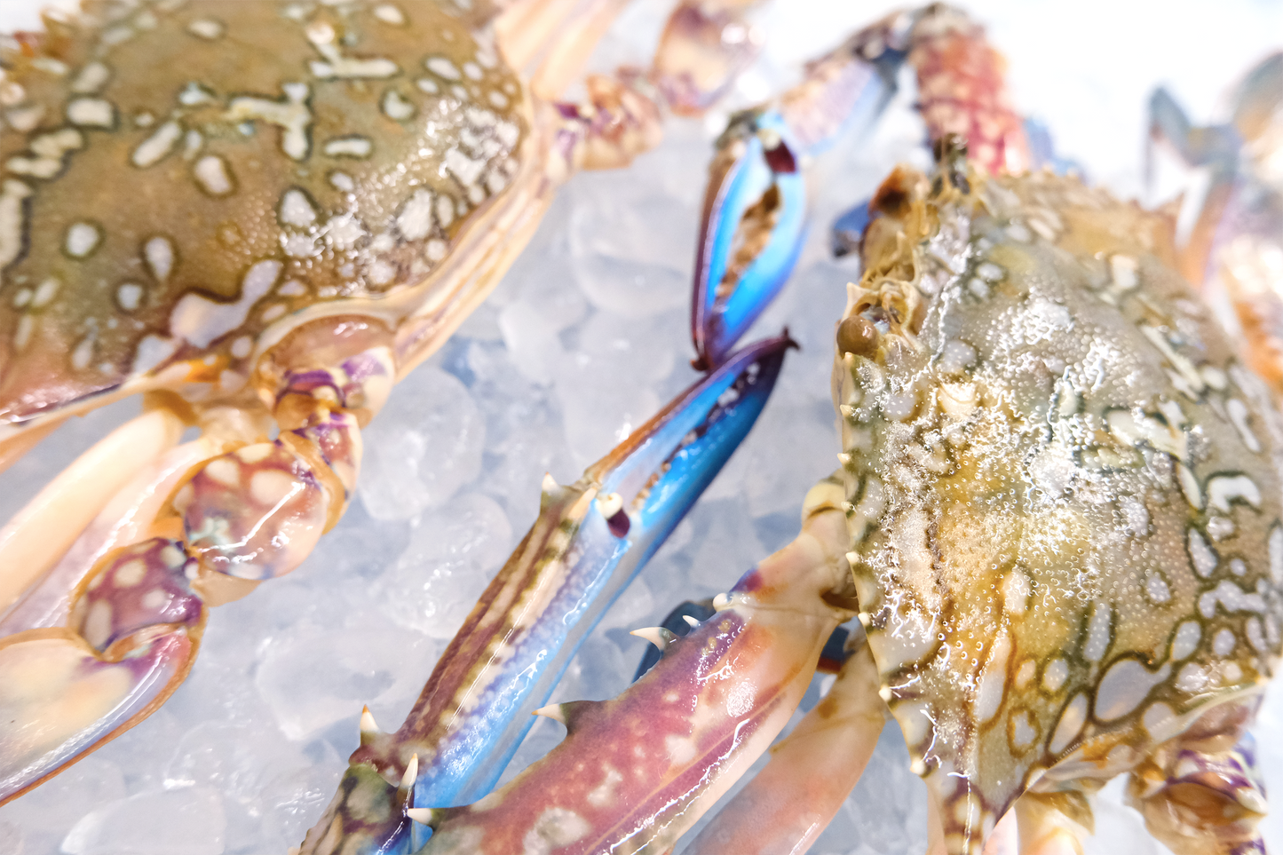 Blue Swimmer Crab 空運藍花梭子蟹