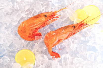 Large Sashimi Botan Ebi 刺身級牡丹蝦