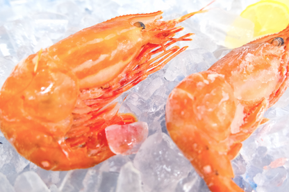 Large Sashimi Botan Ebi 刺身級牡丹蝦