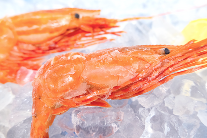 Large Sashimi Botan Ebi 刺身級牡丹蝦