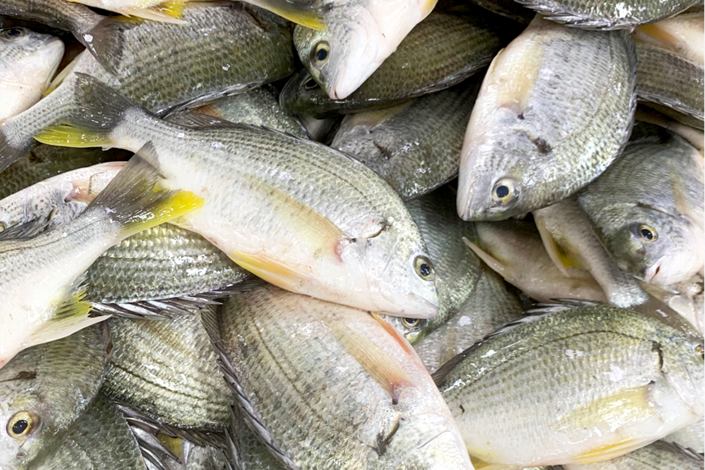 Large Wild Caught Golden Bream 大号野生黄脚立