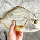 Large Wild Caught Golden Bream 大号野生黄脚立