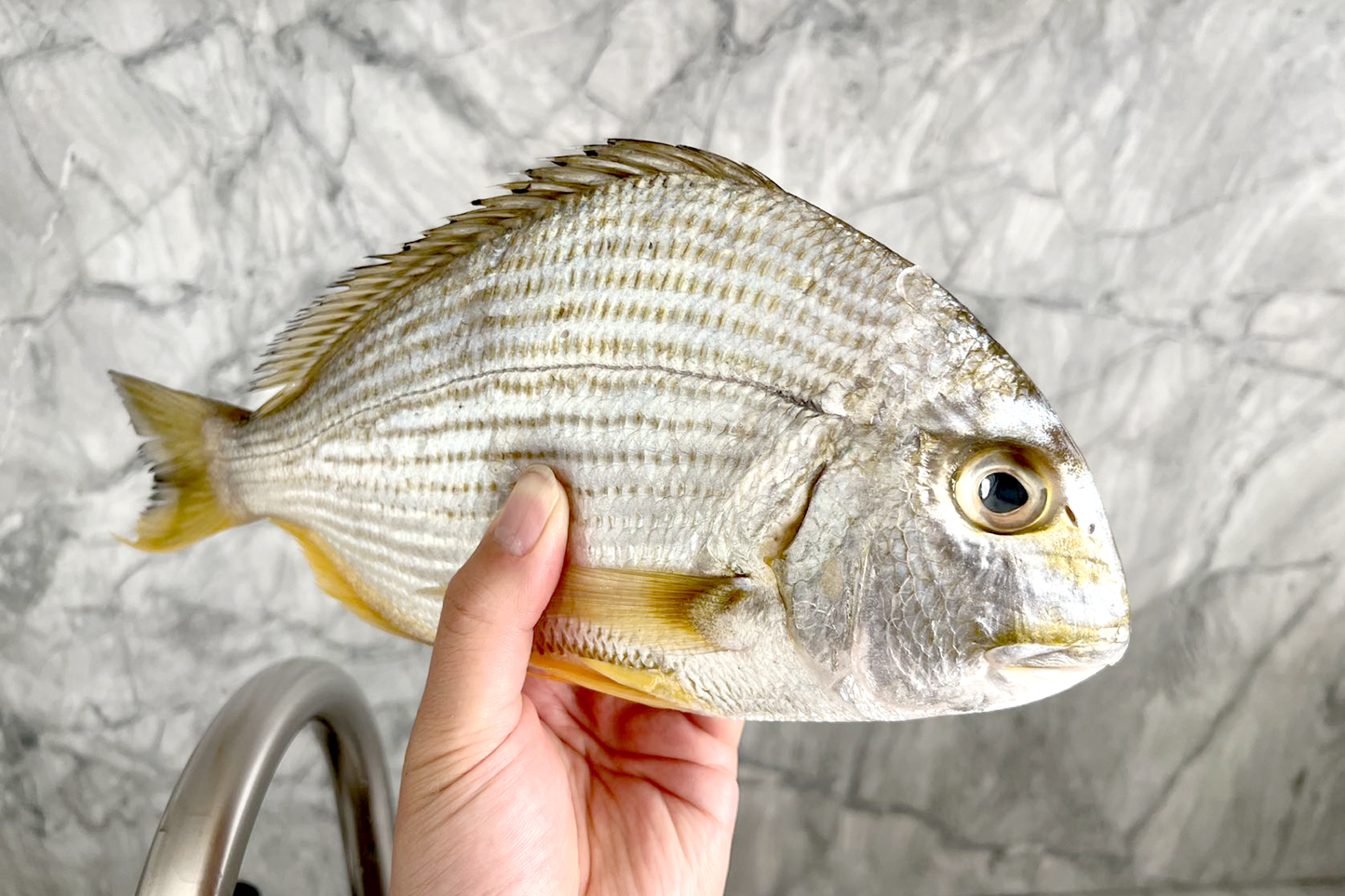 Large Wild Caught Golden Bream 大号野生黄脚立