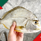 Xmas Pre-Sale: Large Wild Caught Golden Bream 大號野生黃腳立