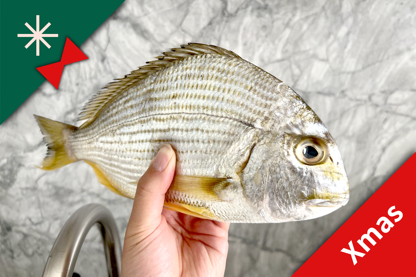 Xmas Pre-Sale: Large Wild Caught Golden Bream 大號野生黃腳立