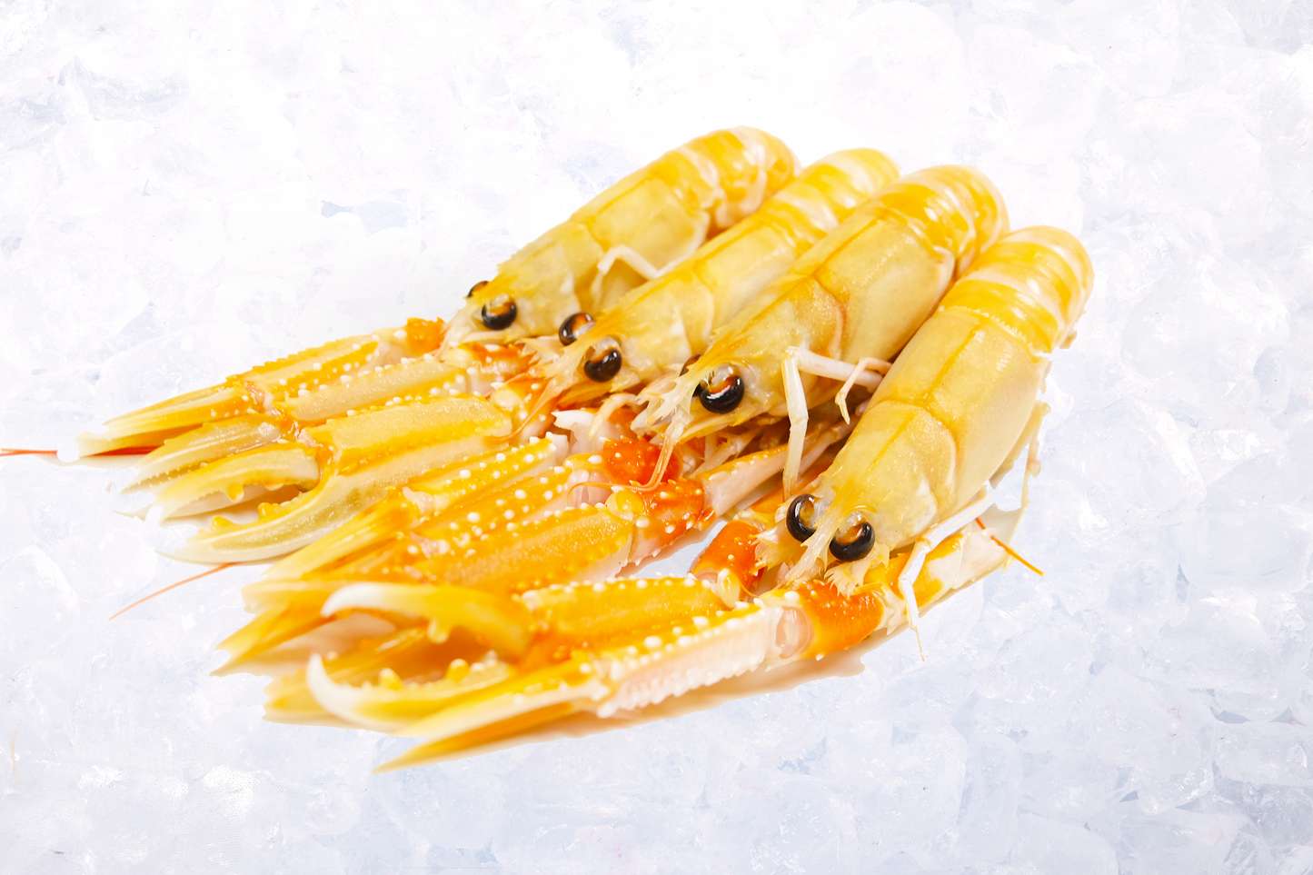 Scotland Wild Langoustine 蘇格蘭船凍刺身鰲蝦