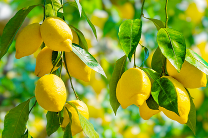 Fresh Lemon 柠檬