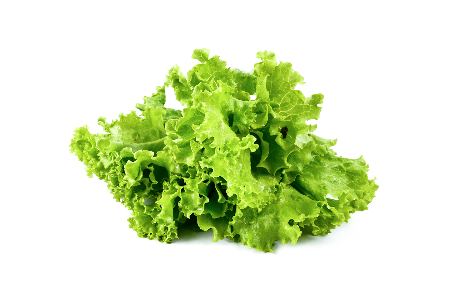 Lettuce 生菜