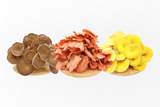 Fresh Mix Oyster Mushroom 新鲜彩色蚝菇