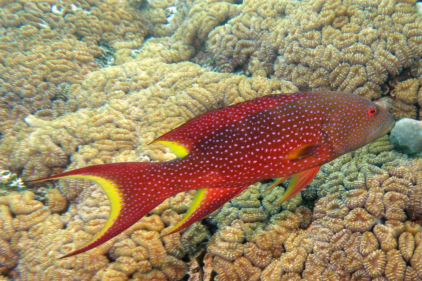 Wild Caught Leopard Grouper 野生燕星斑