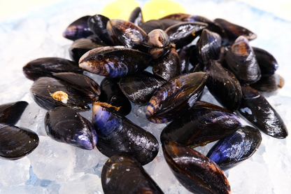 Live Cornish Mussels 康沃爾郡活青口貝