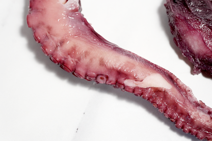 Cooked Octopus Tentacles 熟凍章魚腿