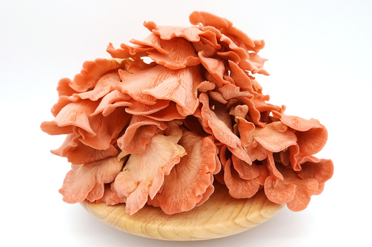 Fresh Pink Oyster Mushroom 新鲜粉色平菇