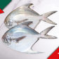 Xmas Pre-Sale: Large Wild Caught Silver Pomfret 大号野生银鲳鱼