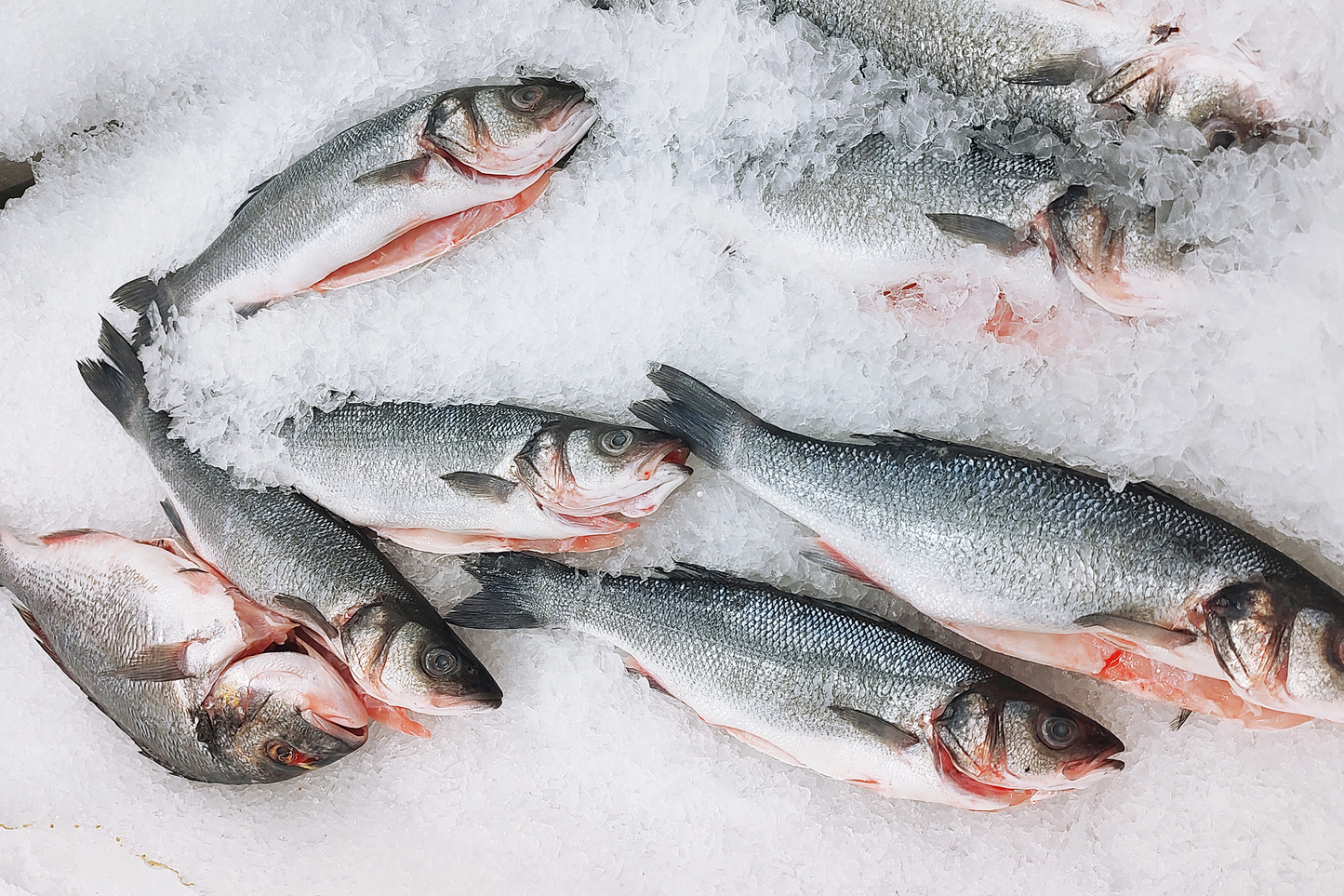 Fresh Farmed Sea Bass 新鮮鱸魚