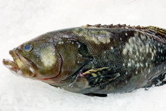 Fresh Spot Grouper 斑点石斑鱼