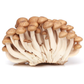 Brown Shimeji Mushroom 鸿喜菇