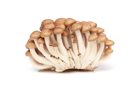 Brown Shimeji Mushroom 鸿喜菇