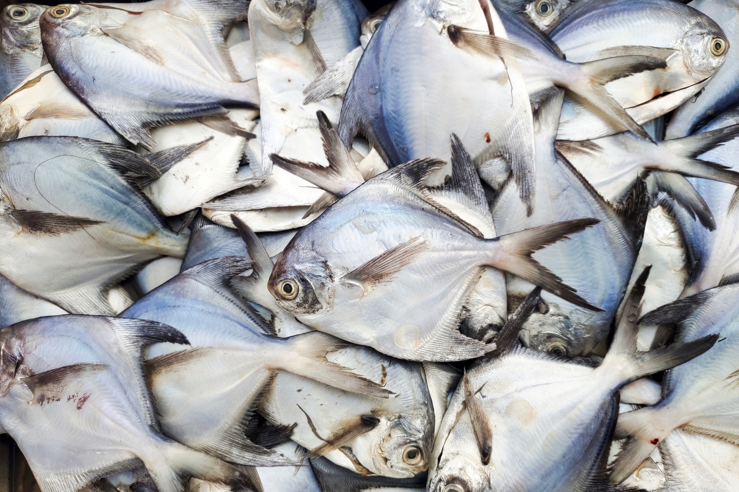 Large Wild Caught Silver Pomfret 大号野生银鲳鱼